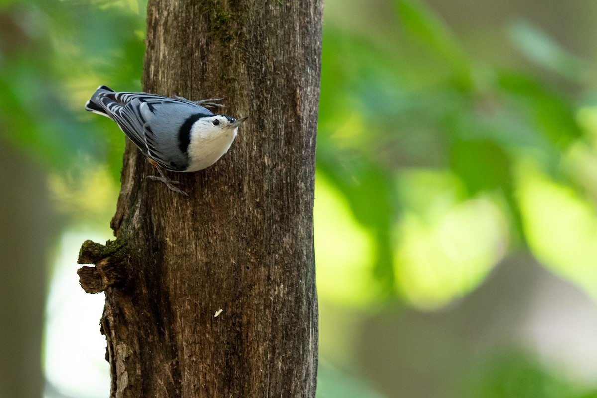 White-breasted Nuthatch - ML182557921