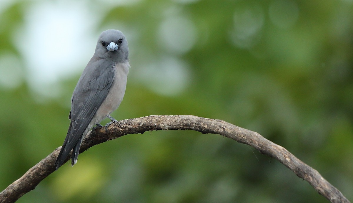 Ashy Woodswallow - ML182558091