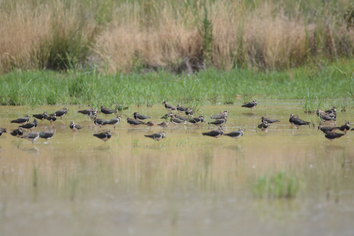 Curlew Sandpiper - ML182558271