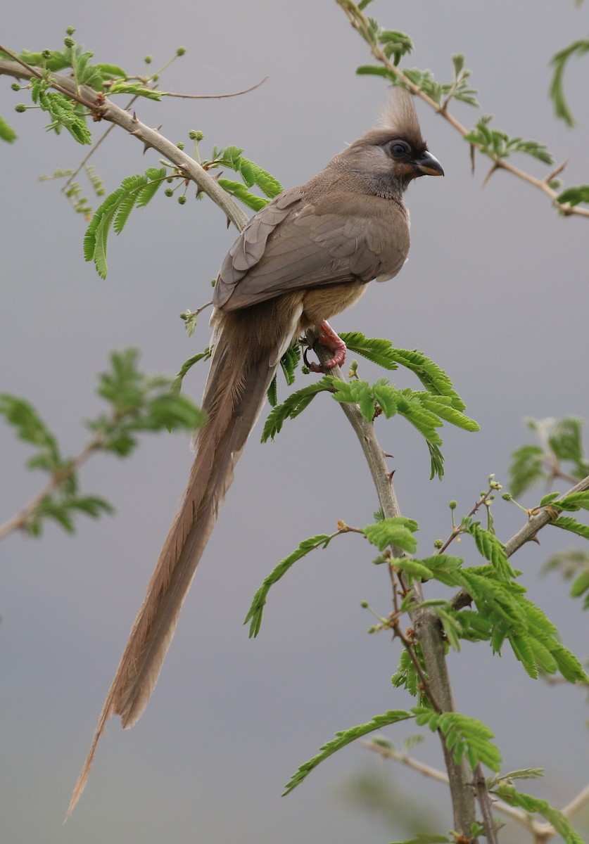 Speckled Mousebird - ML182558491