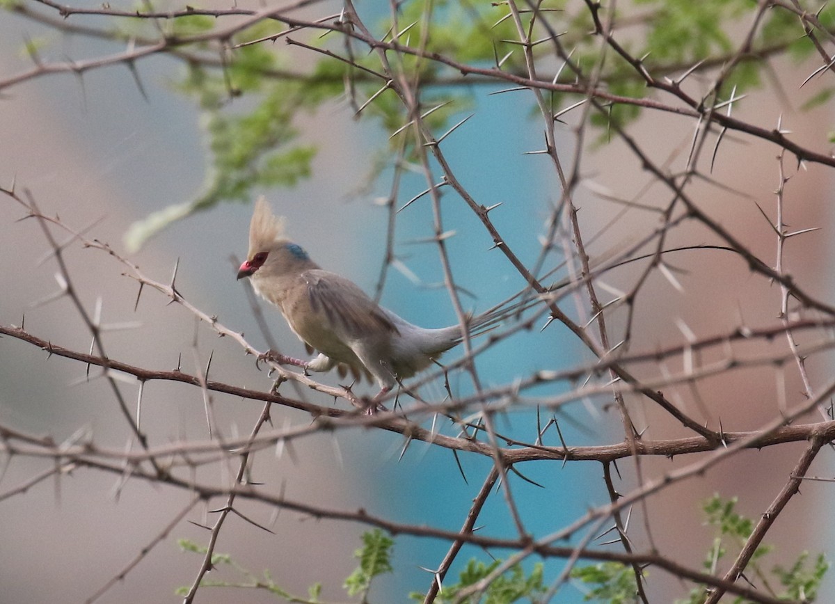 Blue-naped Mousebird - ML182558511