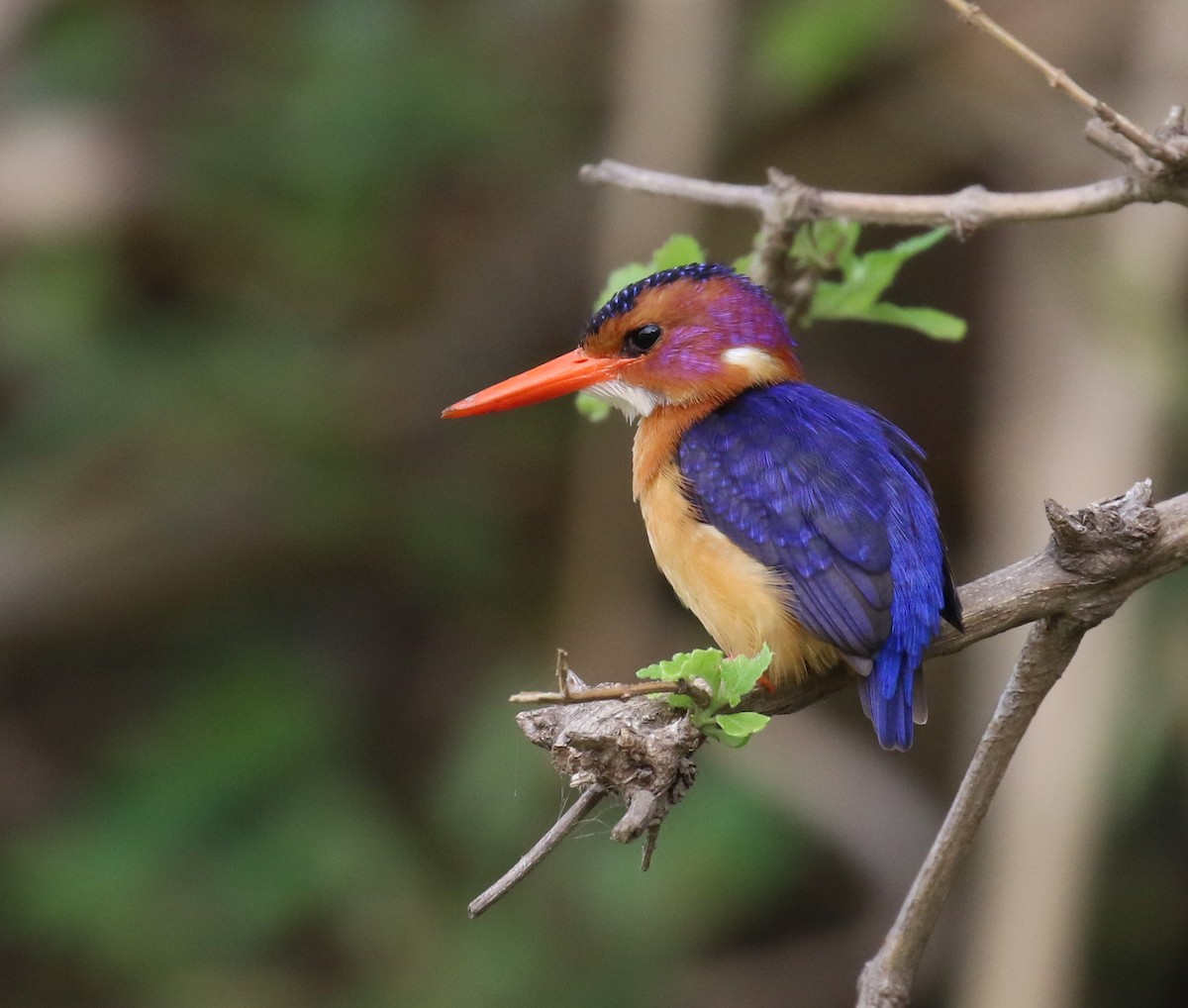 African Pygmy Kingfisher - ML182558581