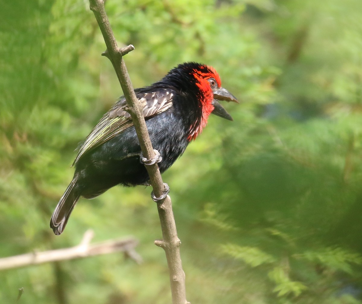 Black-billed Barbet - ML182558711