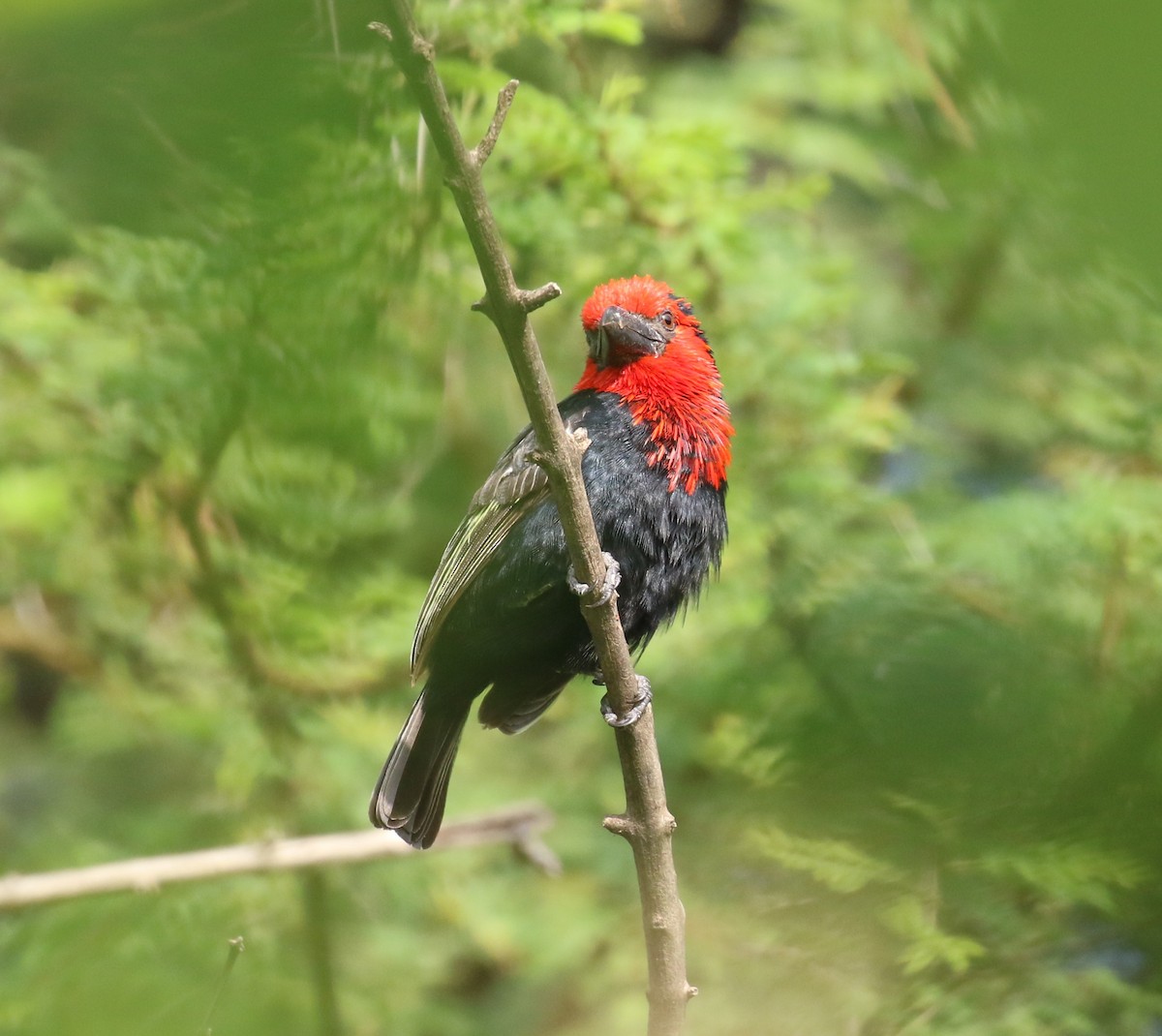 Black-billed Barbet - ML182558731