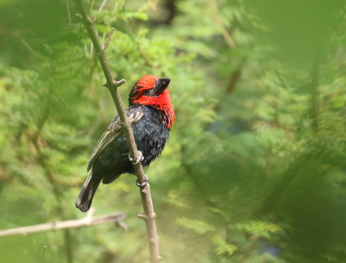 Black-billed Barbet - ML182558741