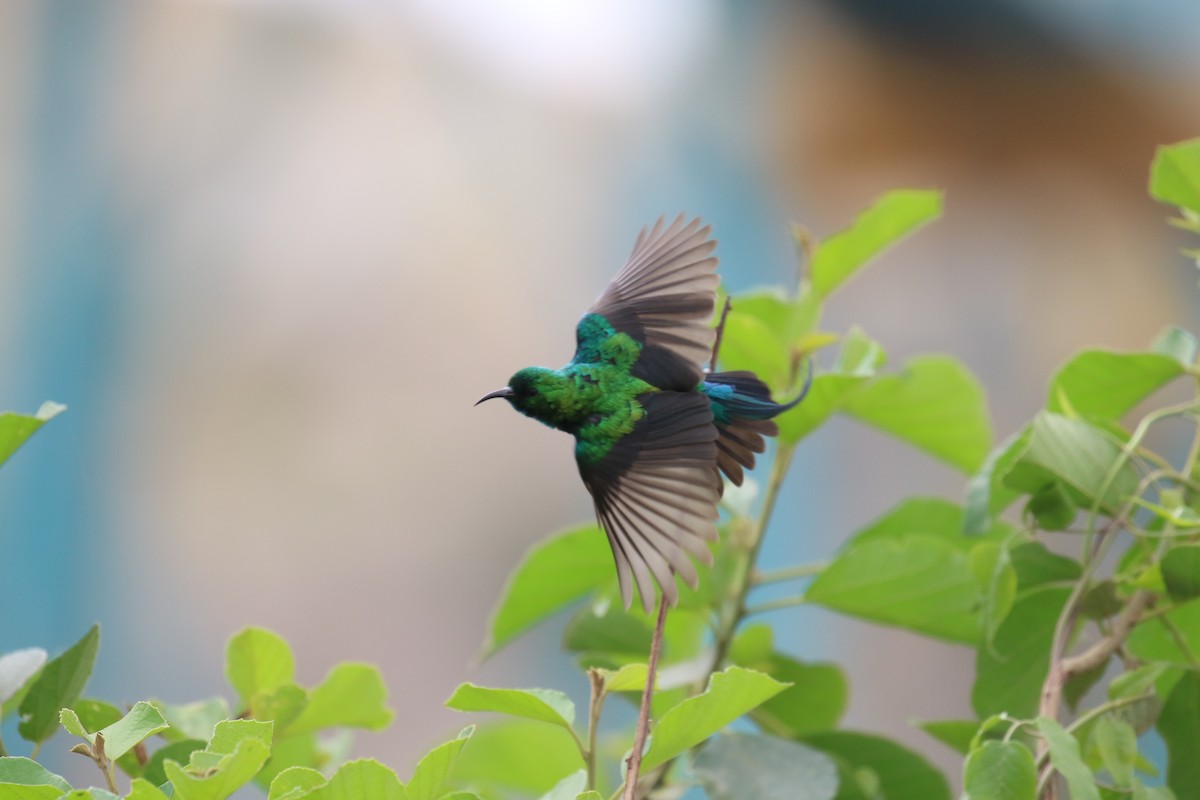 Beautiful Sunbird - ML182558811