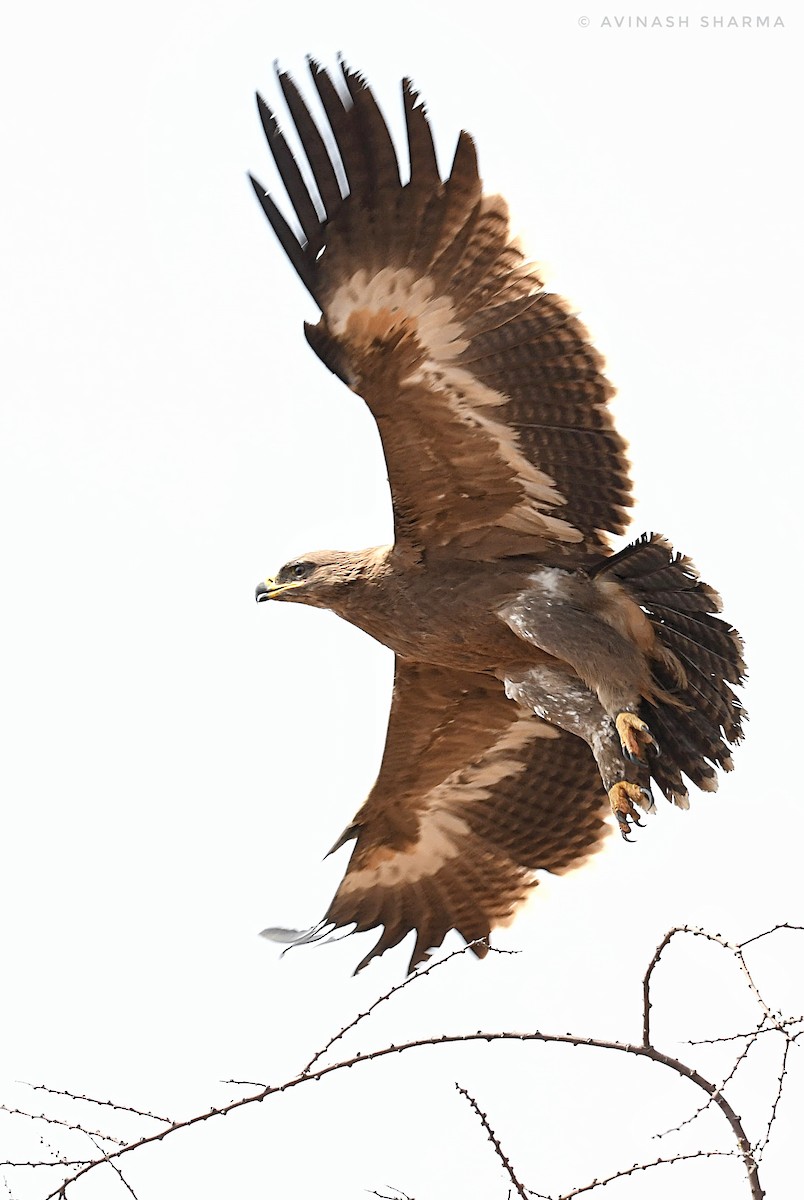 Steppe Eagle - ML182559691