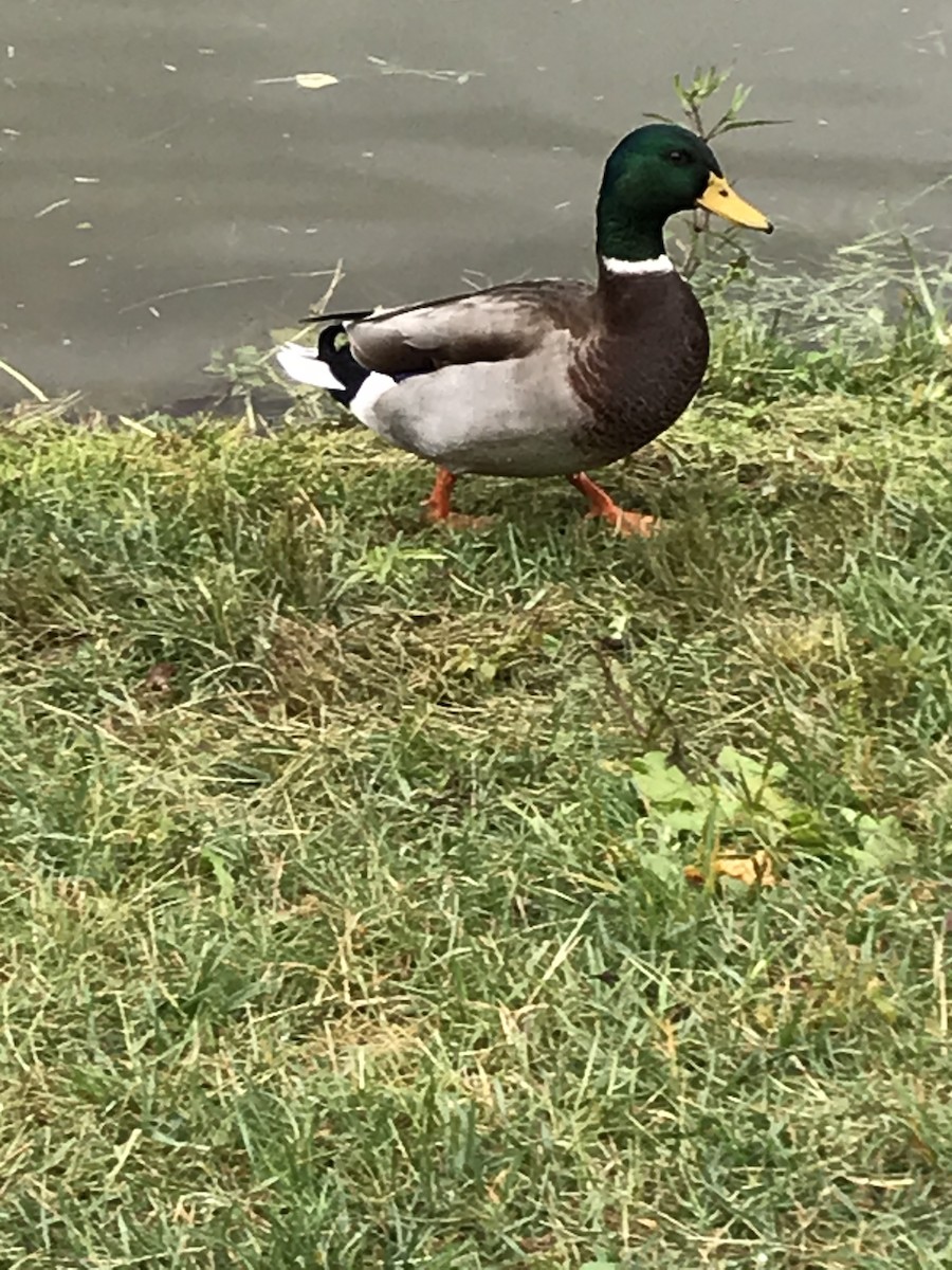 Mallard - Jason Schultz