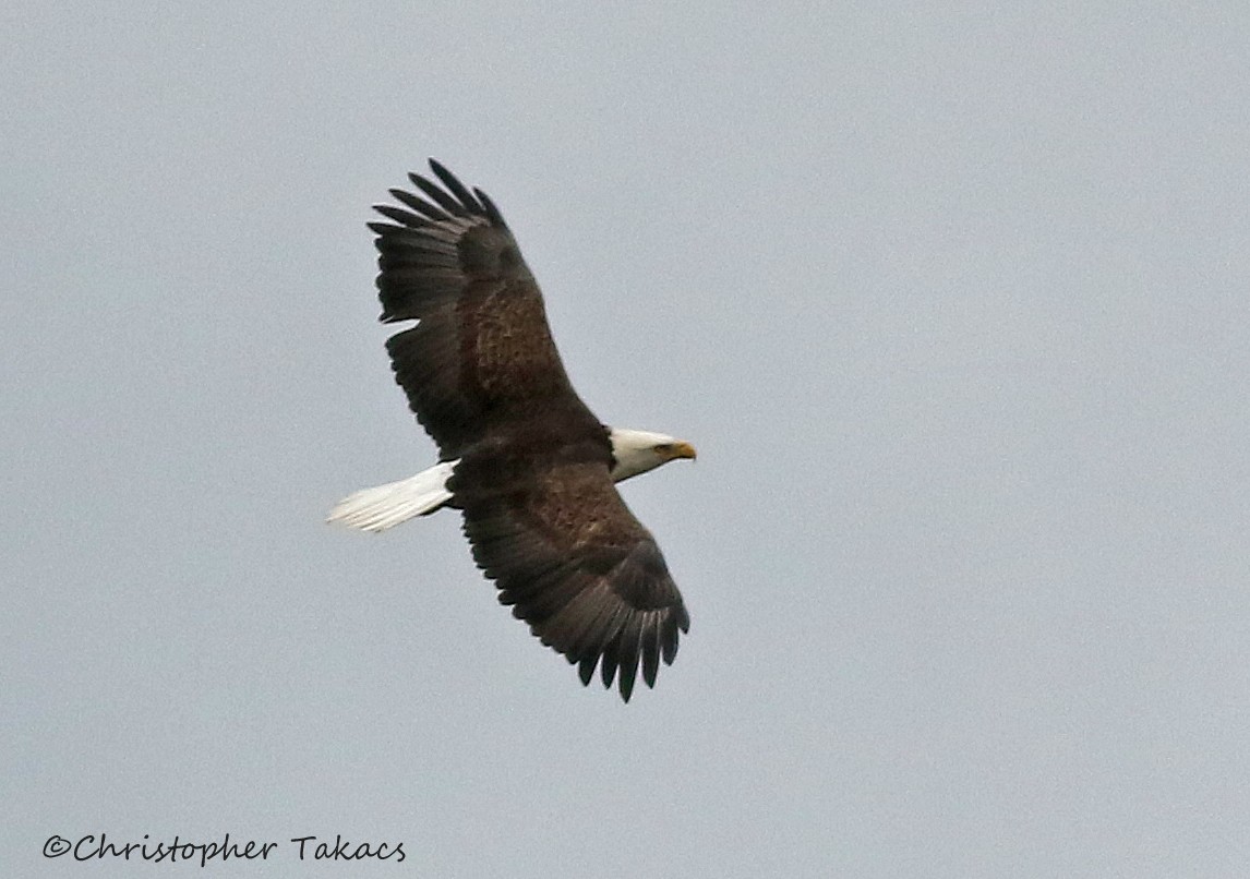 Bald Eagle - ML182563621