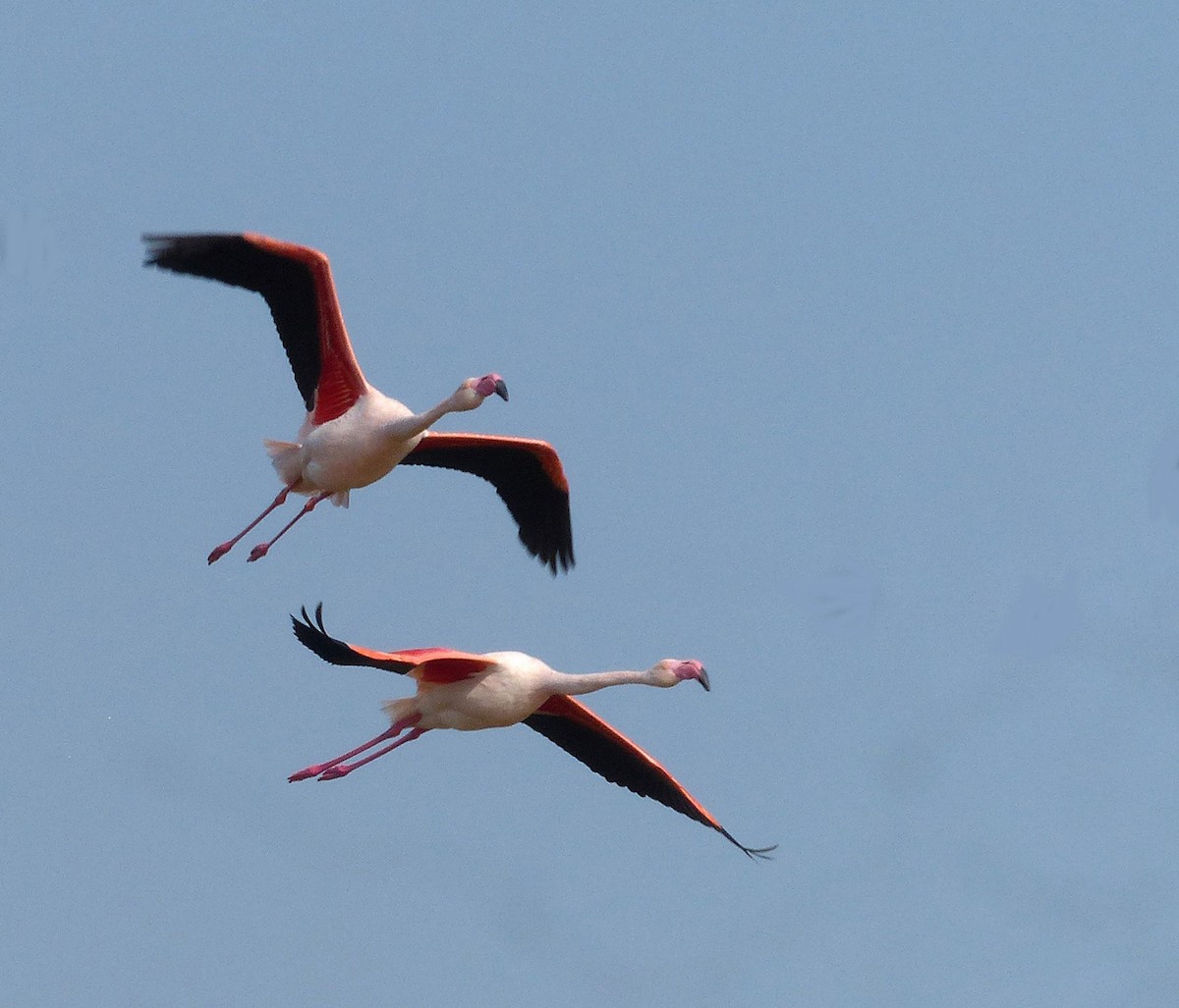 Greater Flamingo - sylvain Uriot