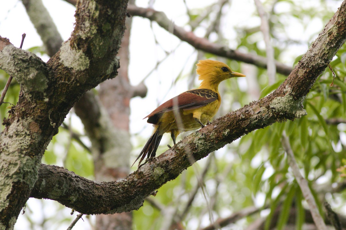 Cream-colored Woodpecker - ML182564361