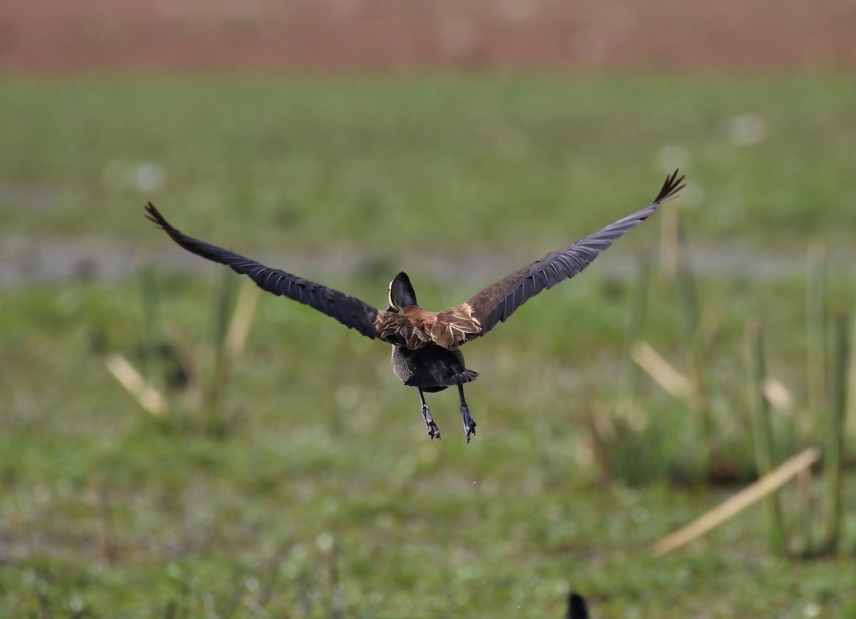 White-faced Whistling-Duck - Fikret Ataşalan