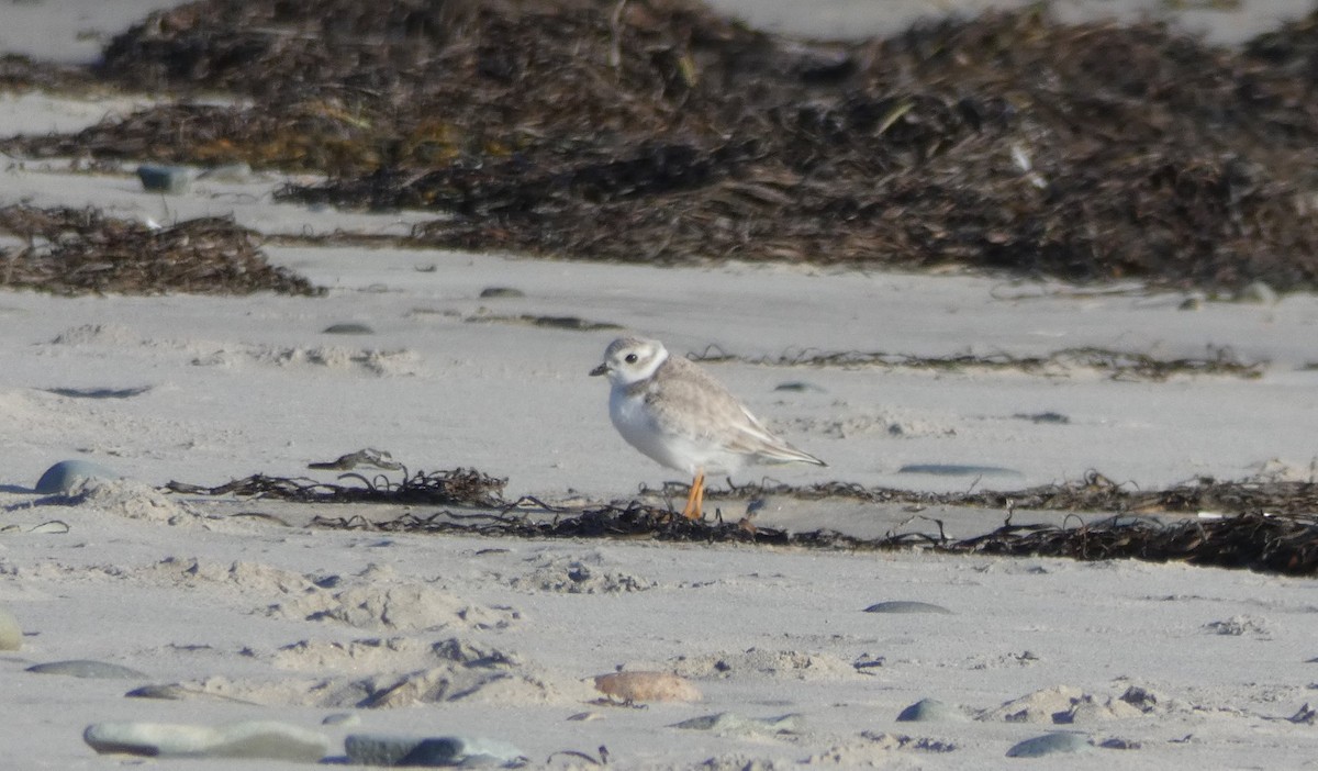 Piping Plover - ML182564531