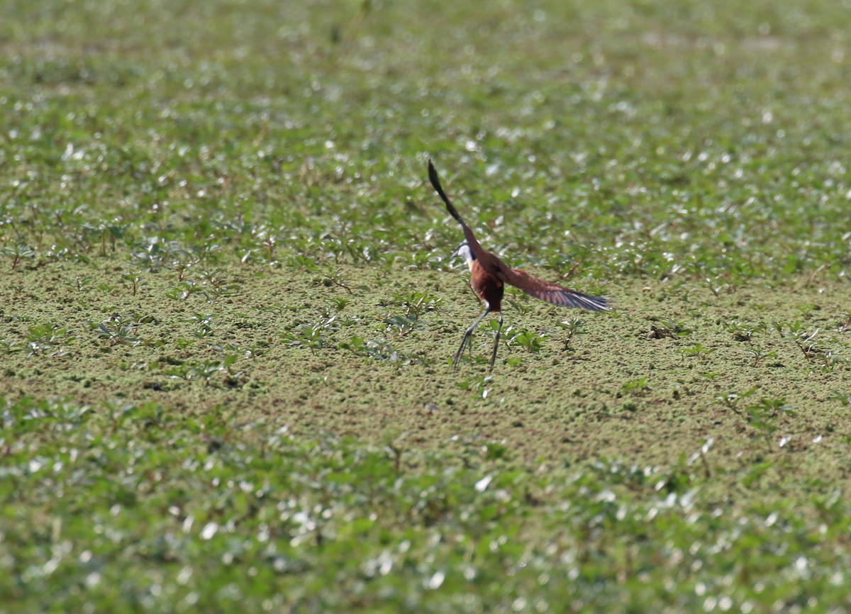 Jacana à poitrine dorée - ML182564601