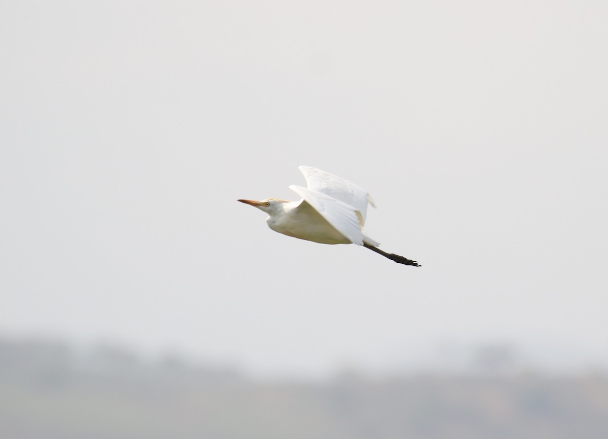 Western Cattle Egret - ML182564631