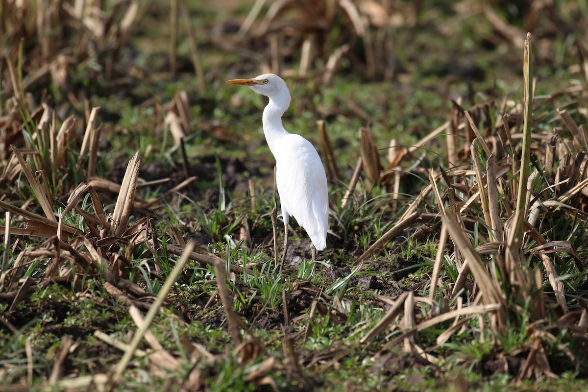 Western Cattle Egret - ML182564701