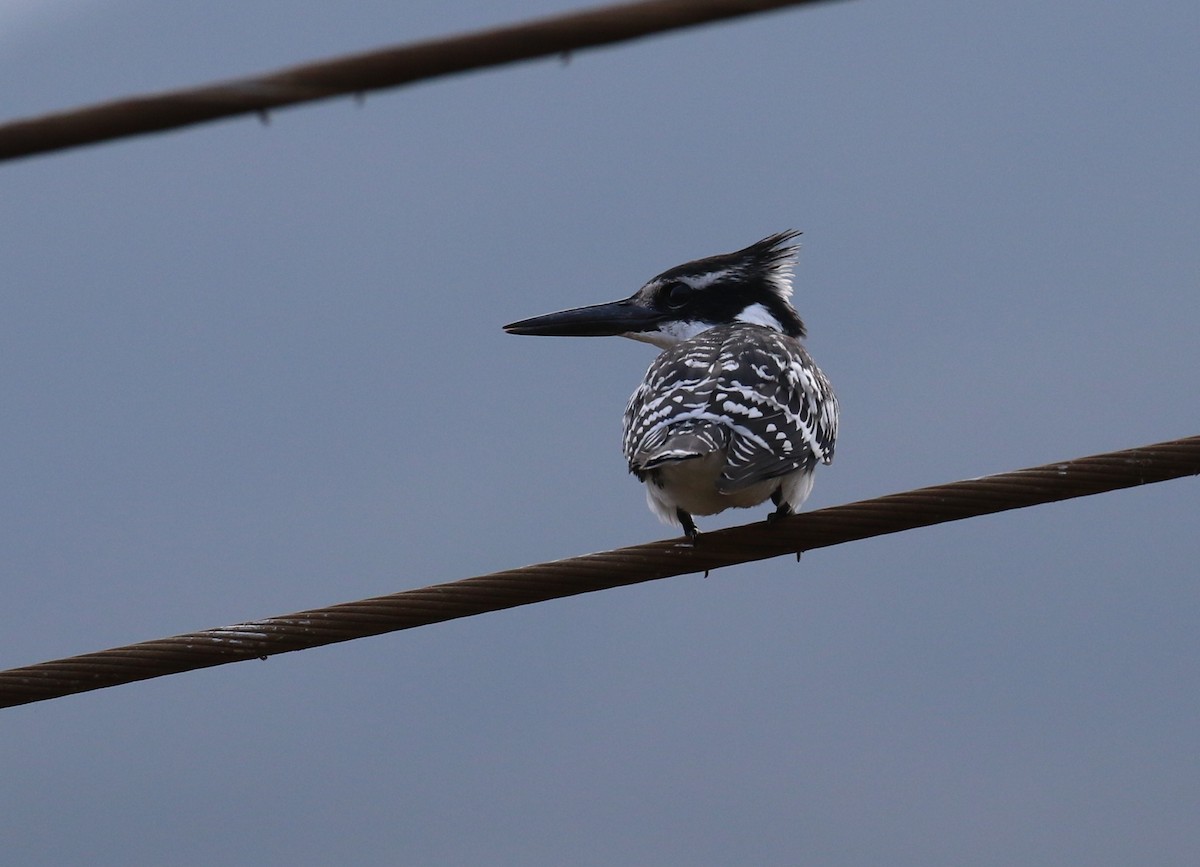 Pied Kingfisher - ML182564721