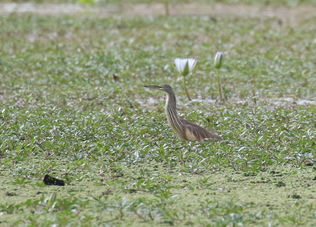 Squacco Heron - ML182564801