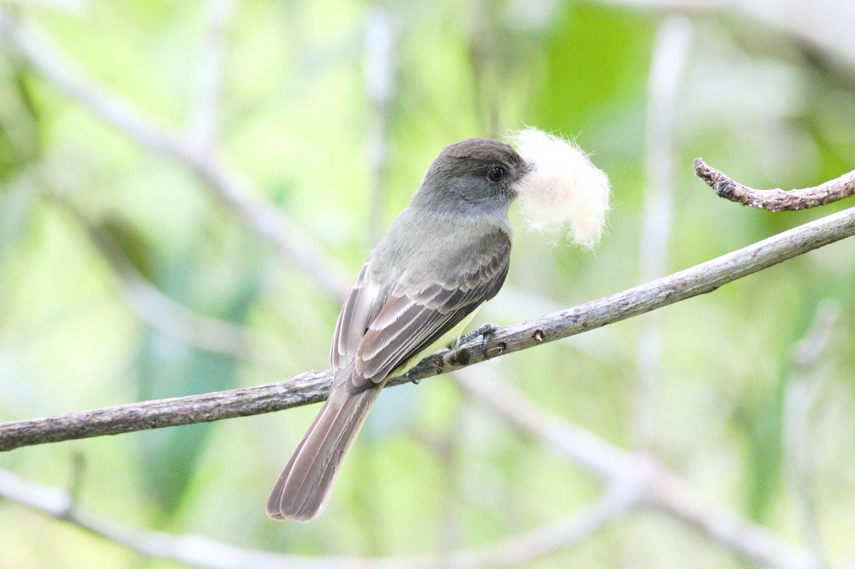 Dusky-capped Flycatcher - ML182564891