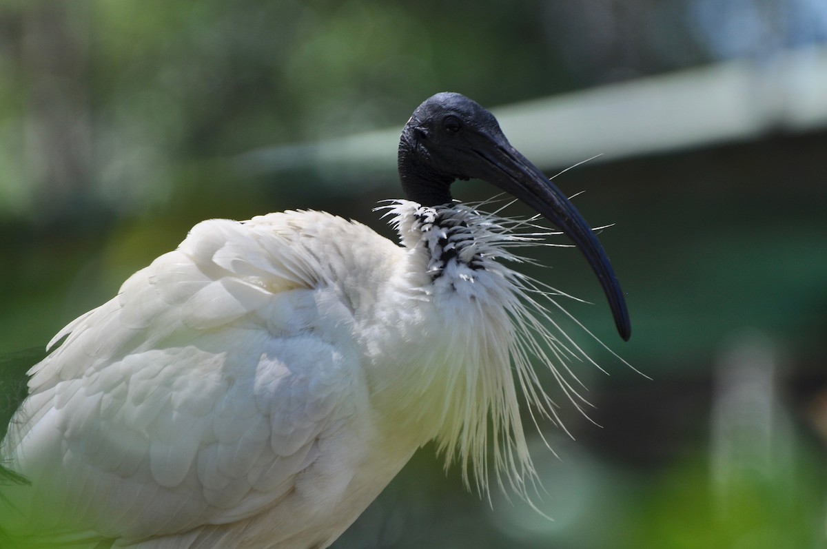 ibis australský - ML182564981