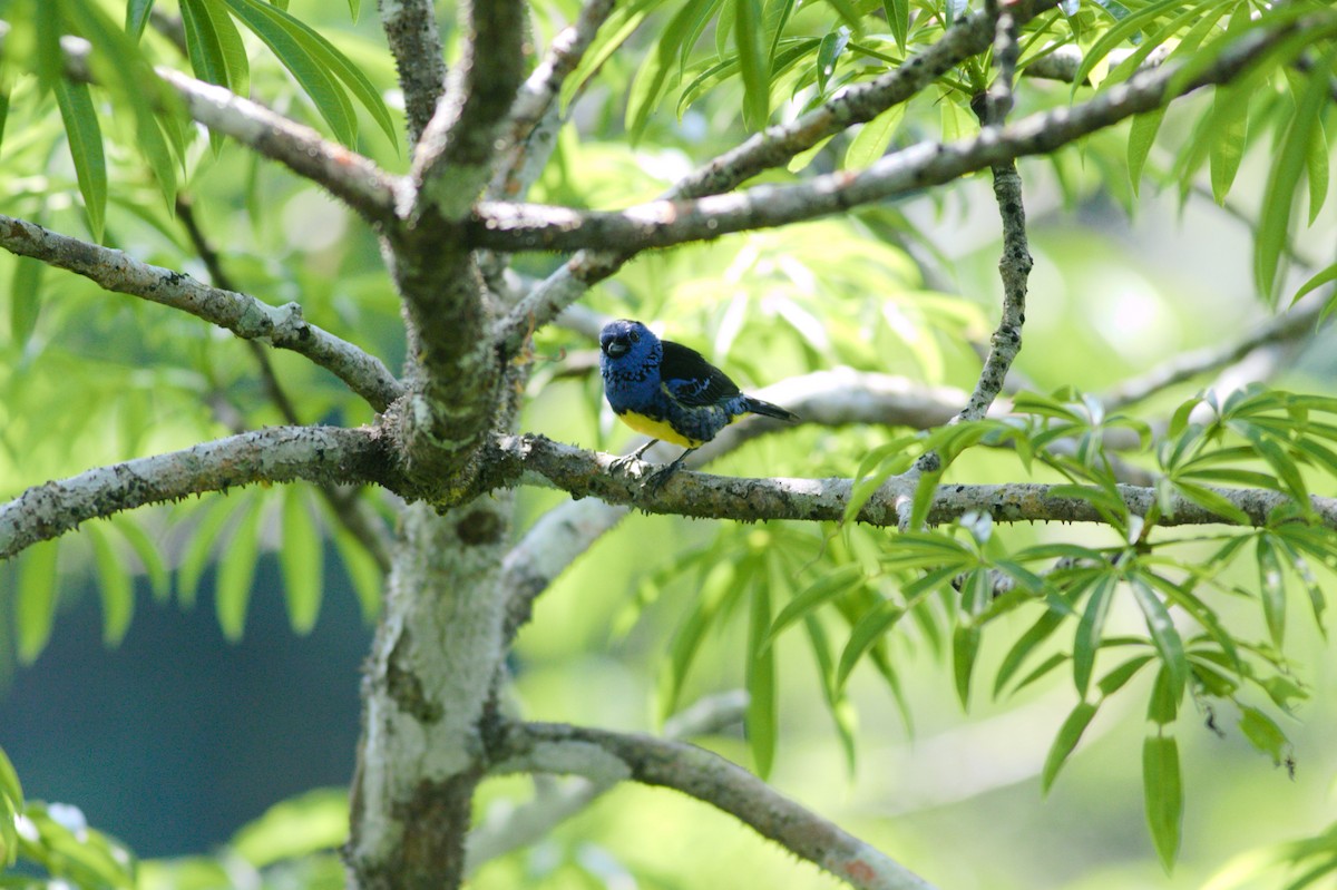 Turquoise Tanager - ML182565271