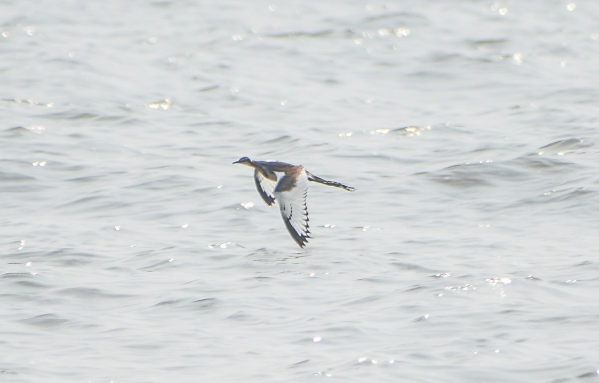 Pheasant-tailed Jacana - ML182565631