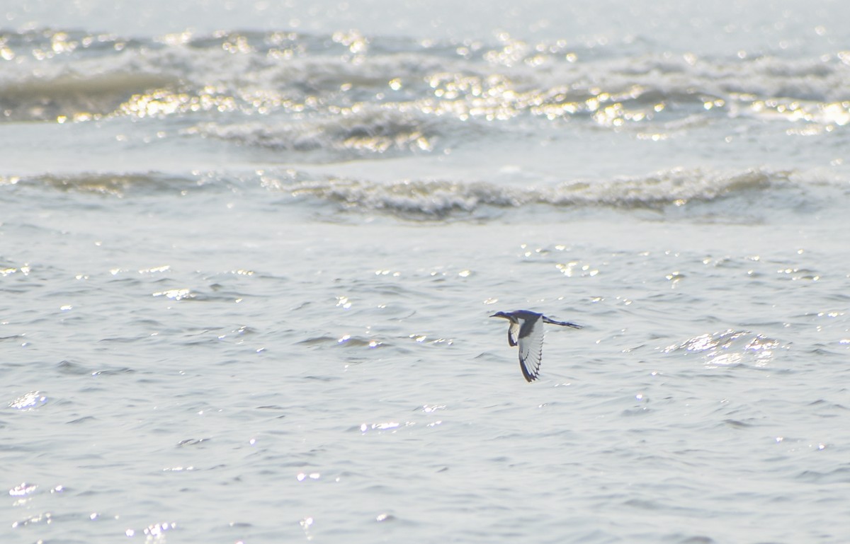 Pheasant-tailed Jacana - Samim Akhter