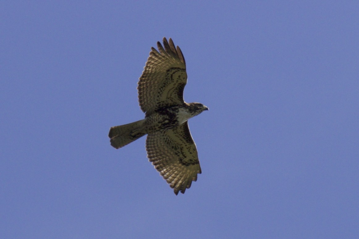 Red-tailed Hawk - ML182565761