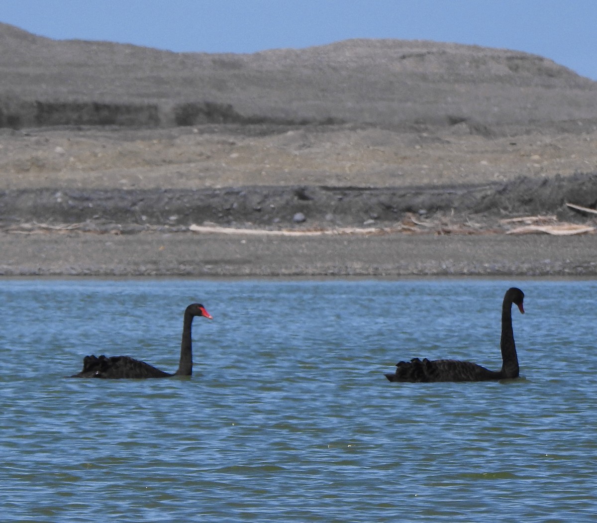 Black Swan - ML182565781