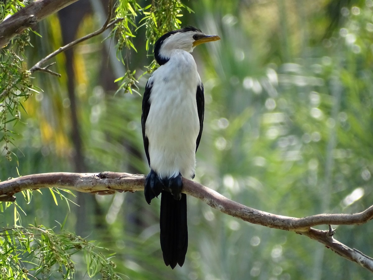 Little Pied Cormorant - ML182566071