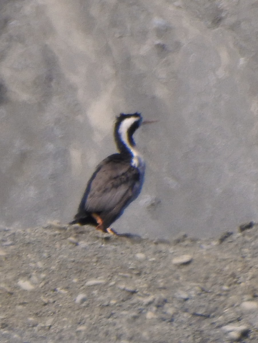 Spotted Shag - ML182566161
