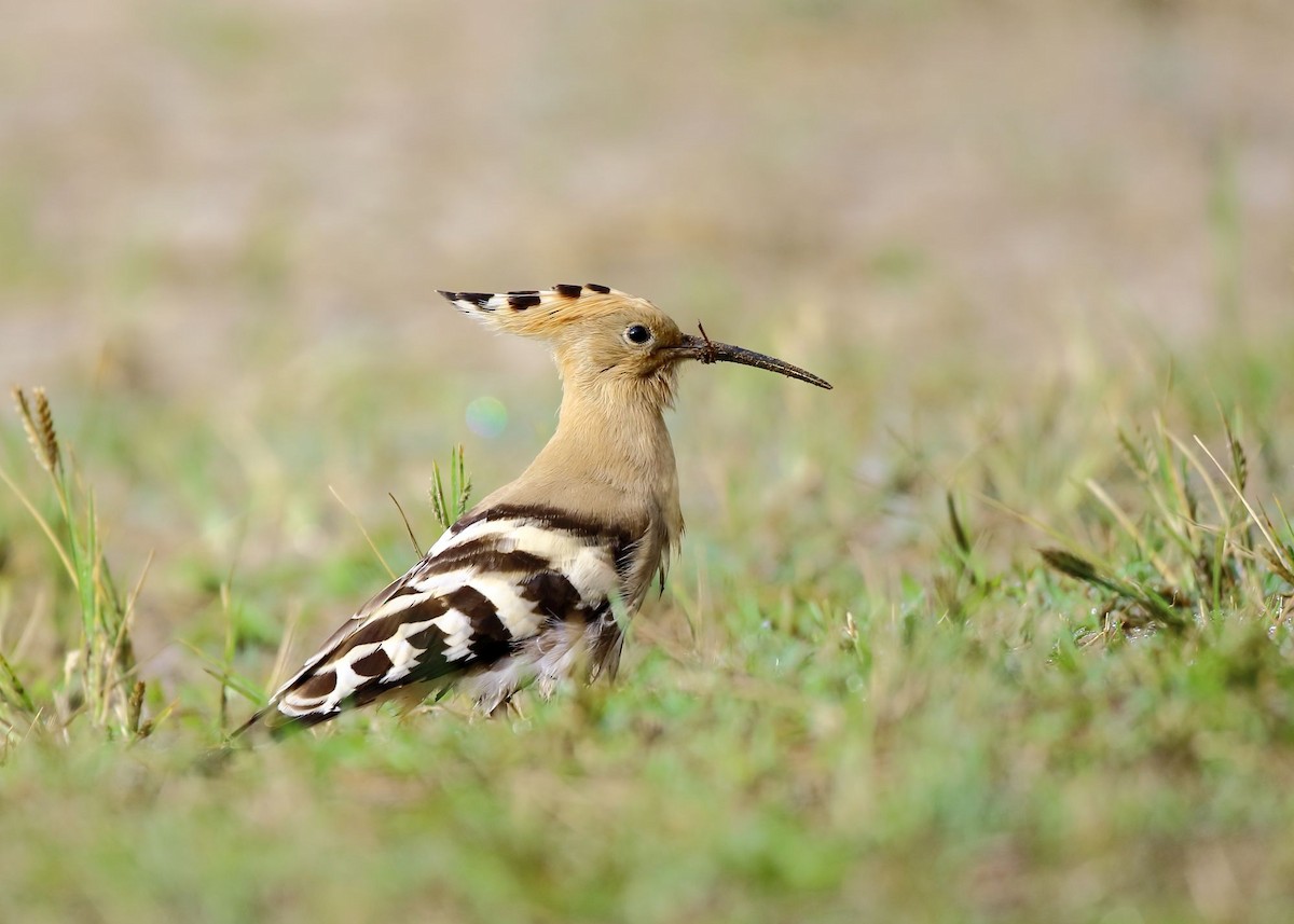 Eurasian Hoopoe - ML182566961