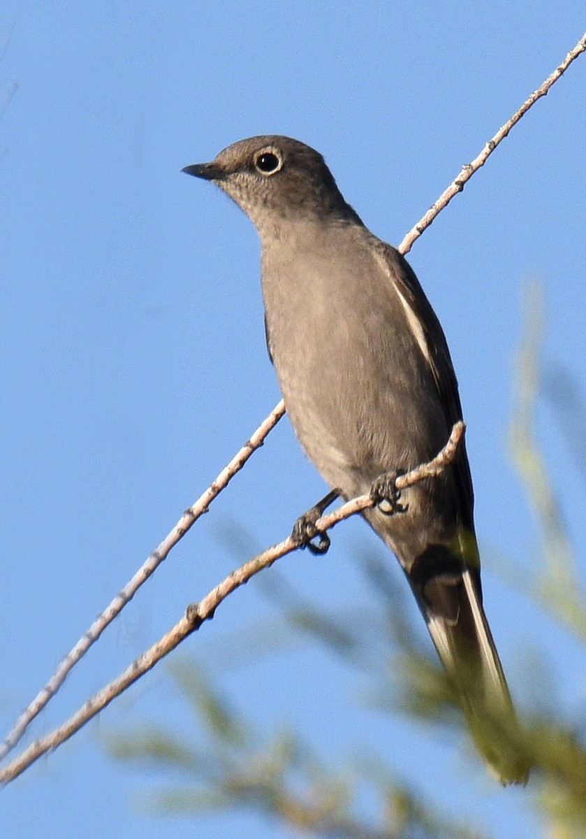 Townsend's Solitaire - ML182566971