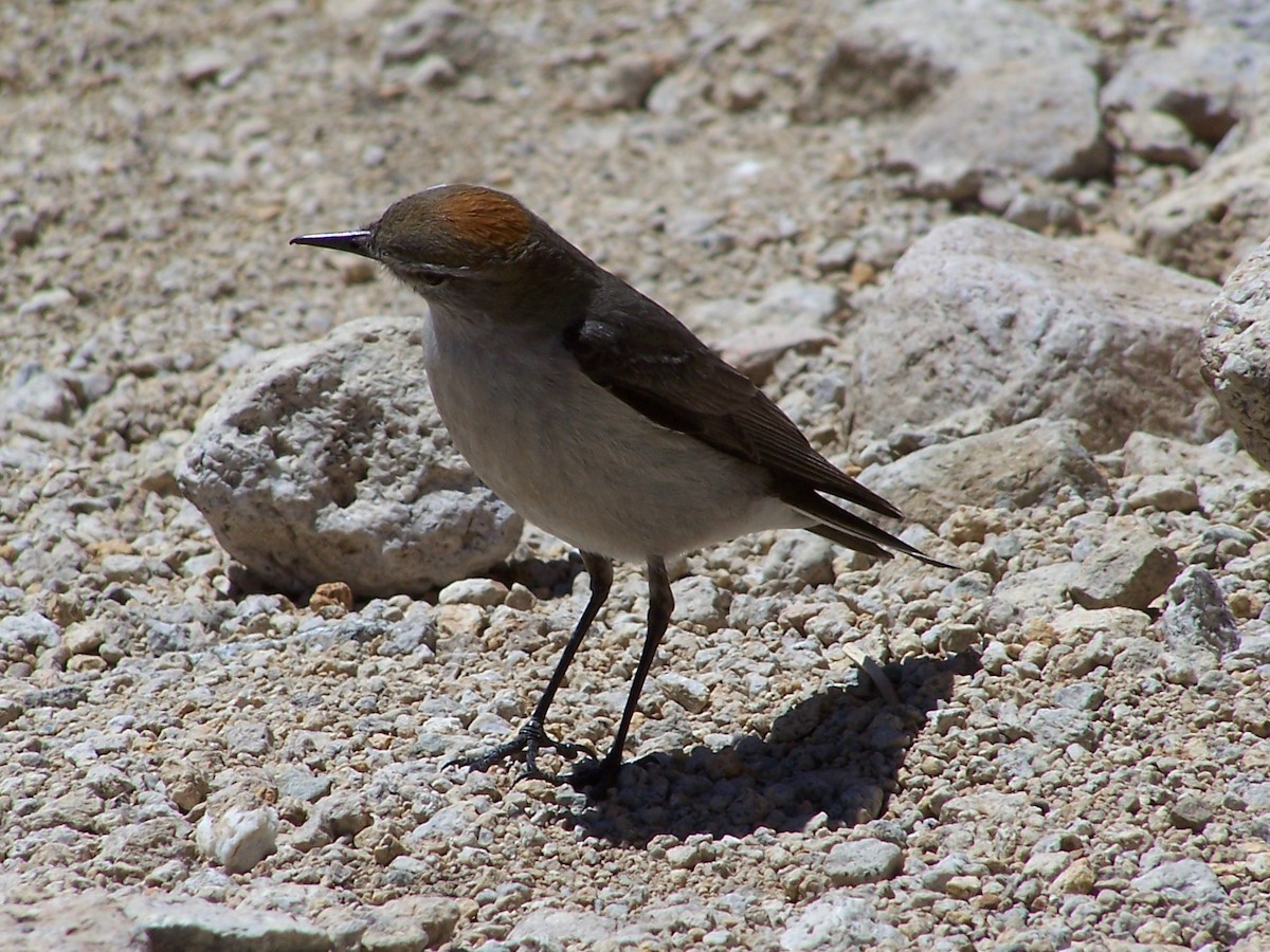 White-browed Ground-Tyrant - ML182567451