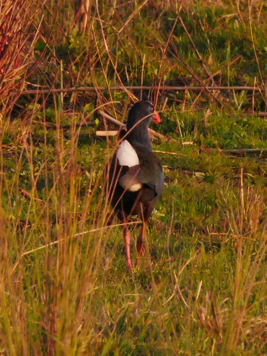 African Swamphen - ML182567571