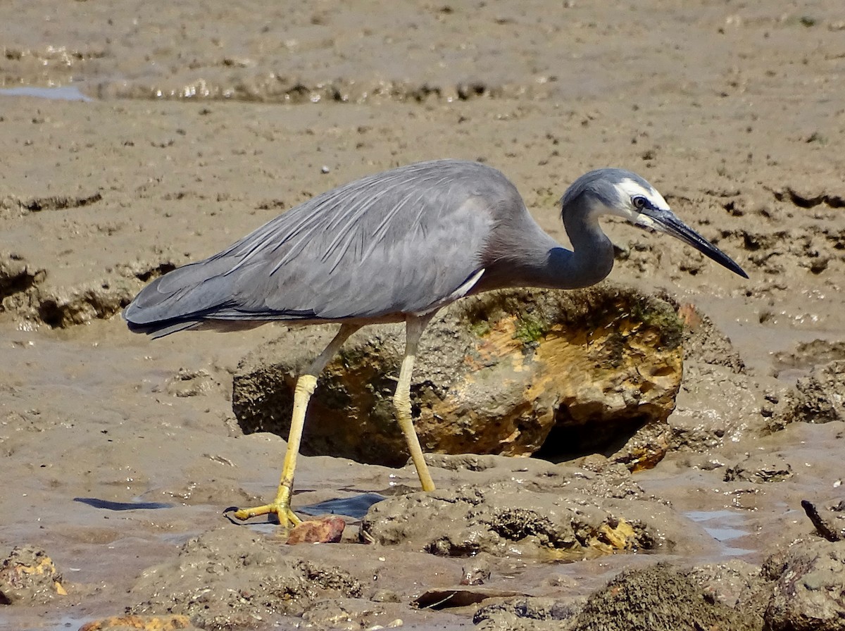 White-faced Heron - ML182568701