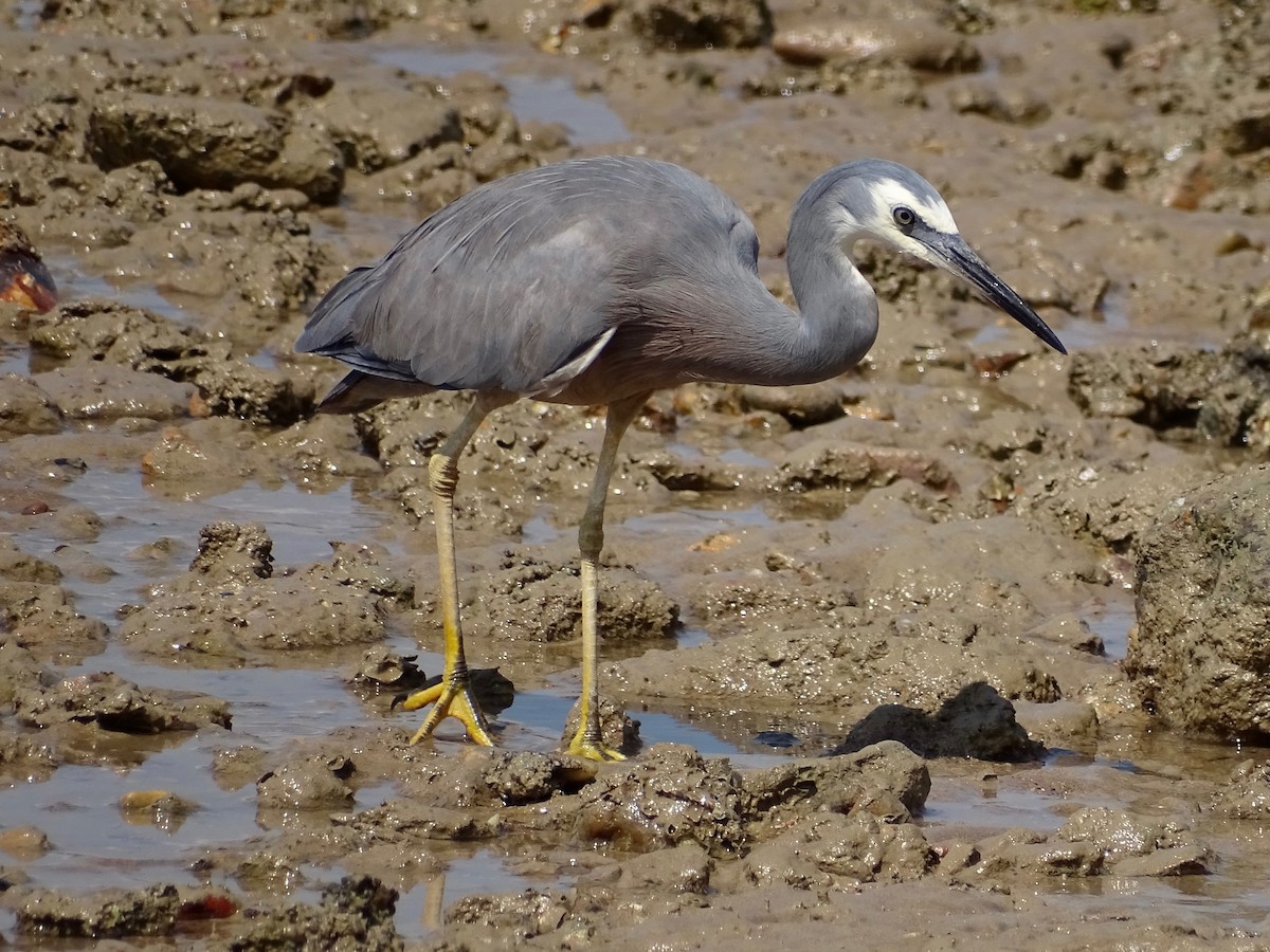 White-faced Heron - ML182568761