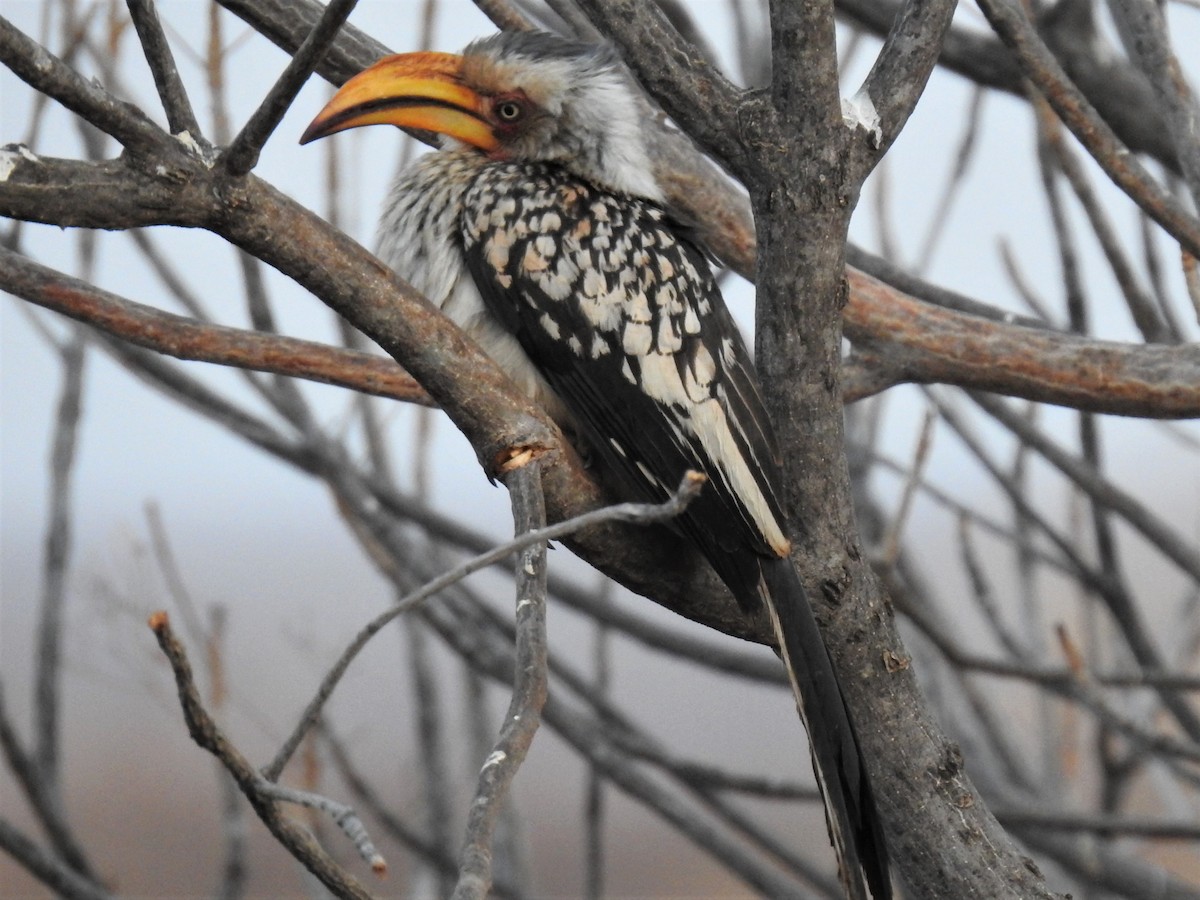 Southern Yellow-billed Hornbill - Stephen Taylor