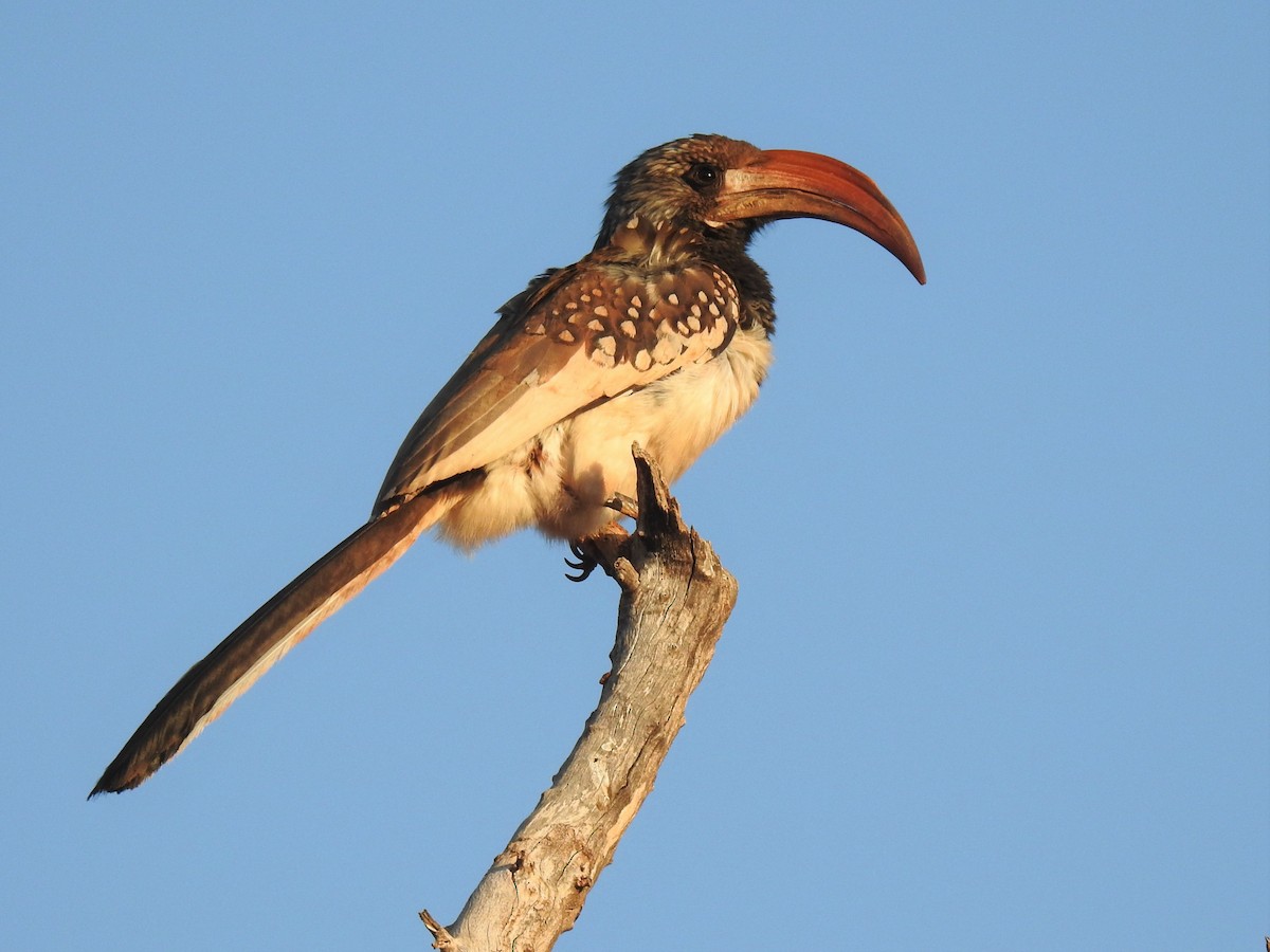 Monteiro's Hornbill - Stephen Taylor