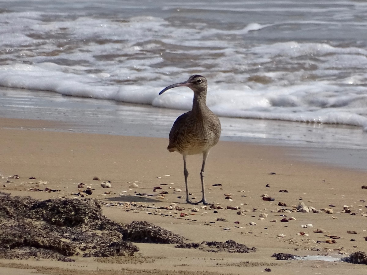 Whimbrel - Jeffrey Roth