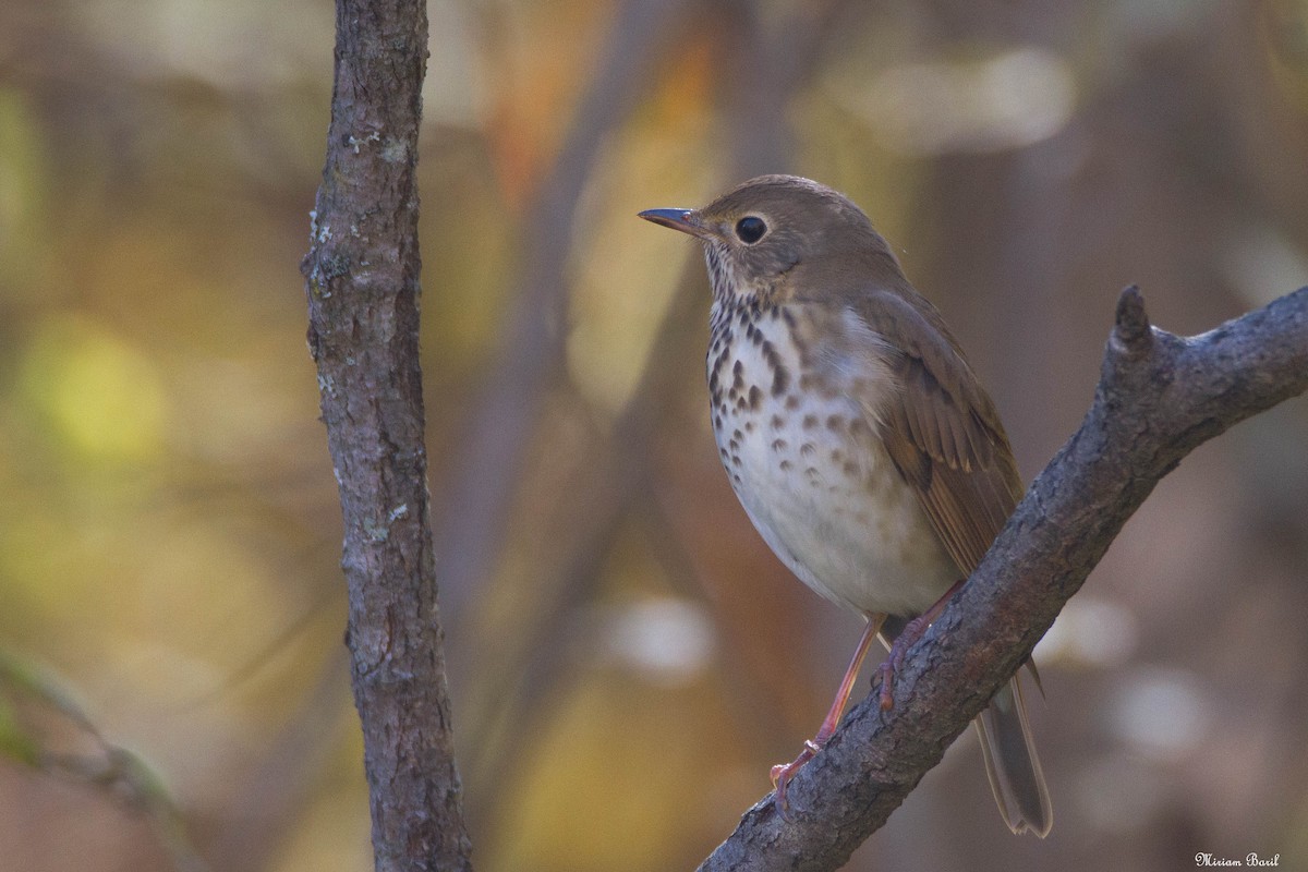 Hermit Thrush - ML182571131
