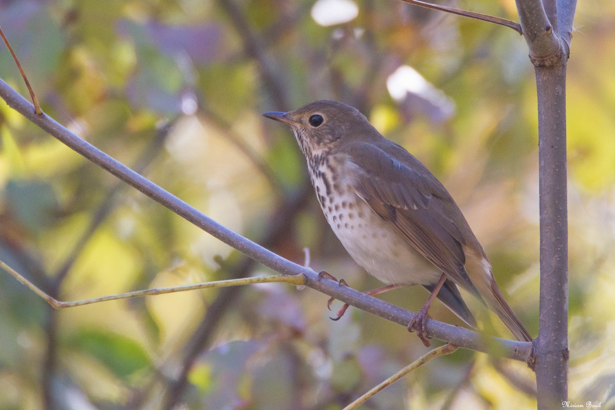 Hermit Thrush - ML182571221