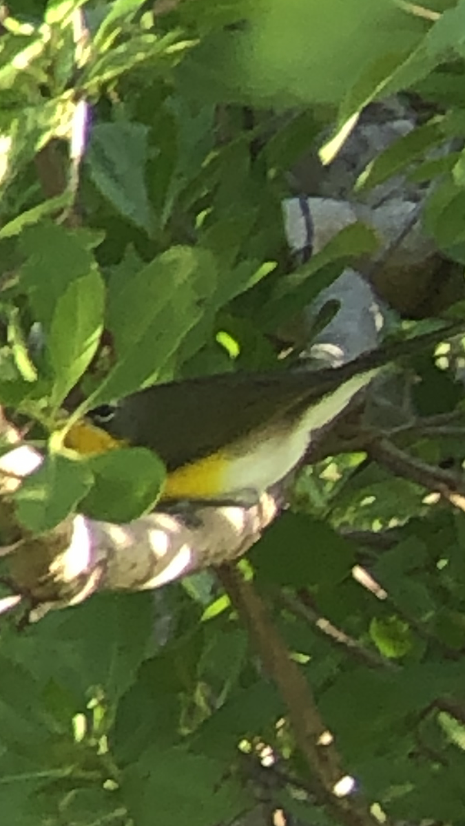 Yellow-breasted Chat - ML182572271