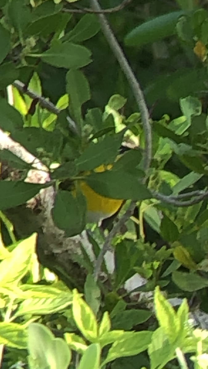 Yellow-breasted Chat - ML182572301
