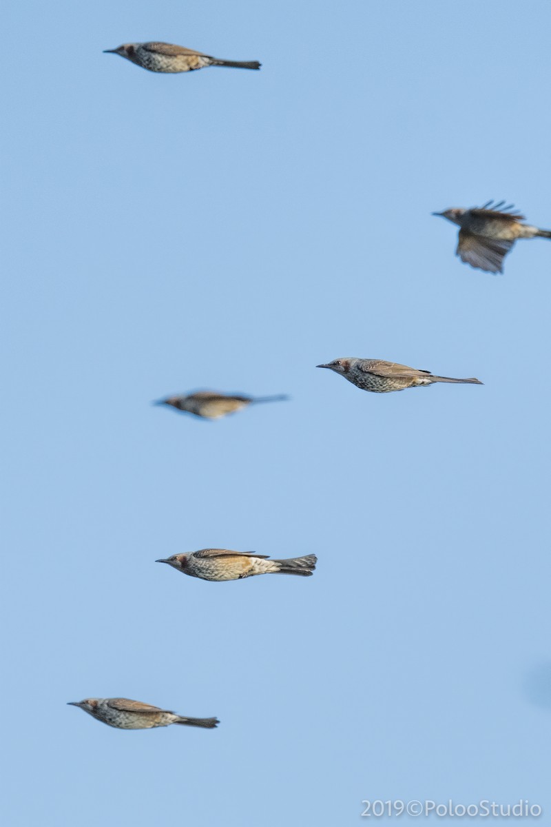 Brown-eared Bulbul - ML182572601