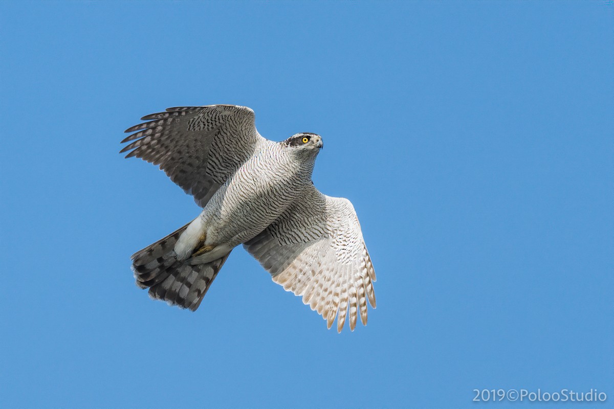 Eurasian Goshawk - ML182572671