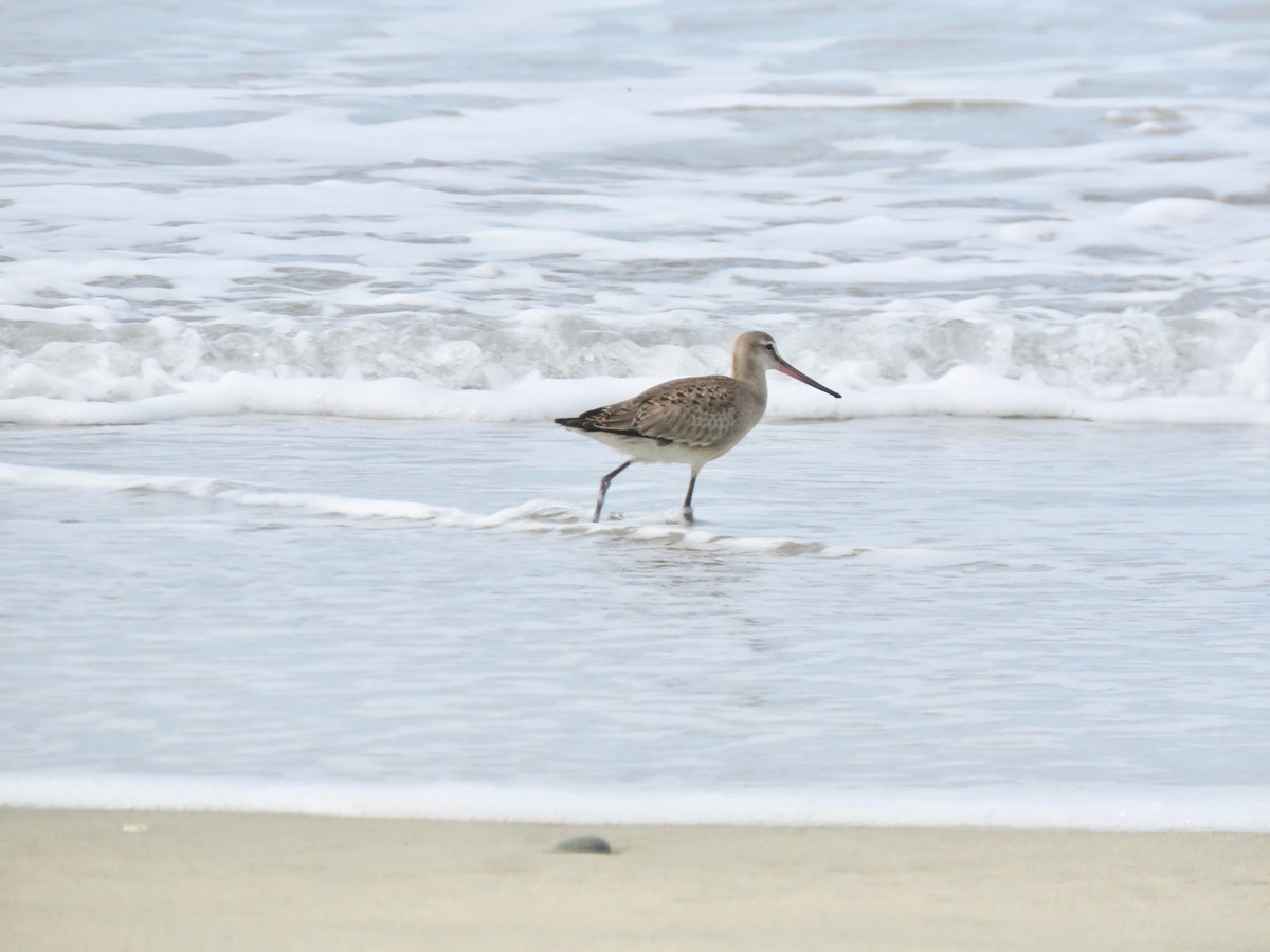 Hudsonian Godwit - ML182572751