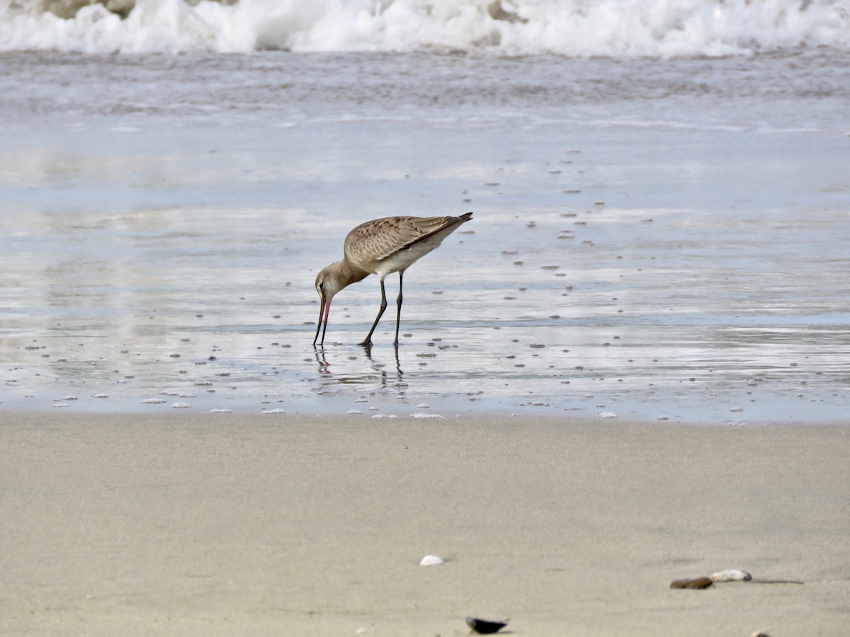 Hudsonian Godwit - ML182572791