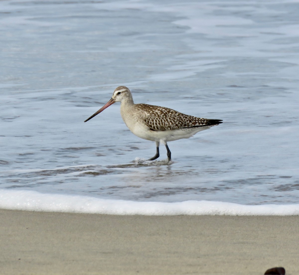 Bar-tailed Godwit - ML182573011