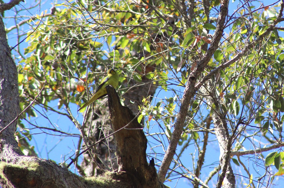 Elegant Parrot - ML182573521